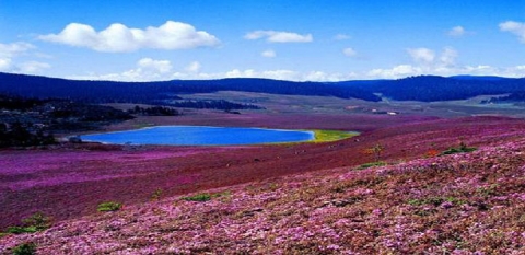 香格里拉旅游網(wǎng)——碧沽天池